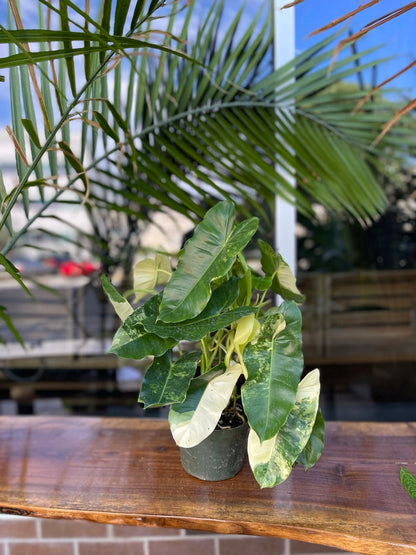 Philodendron Burle Marx Variegated 6”