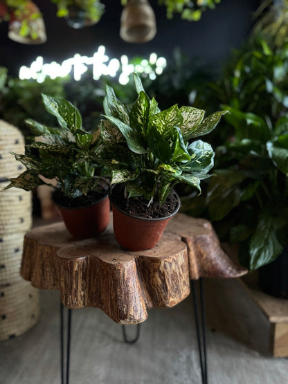 Aglaonema Pink Princess 6"