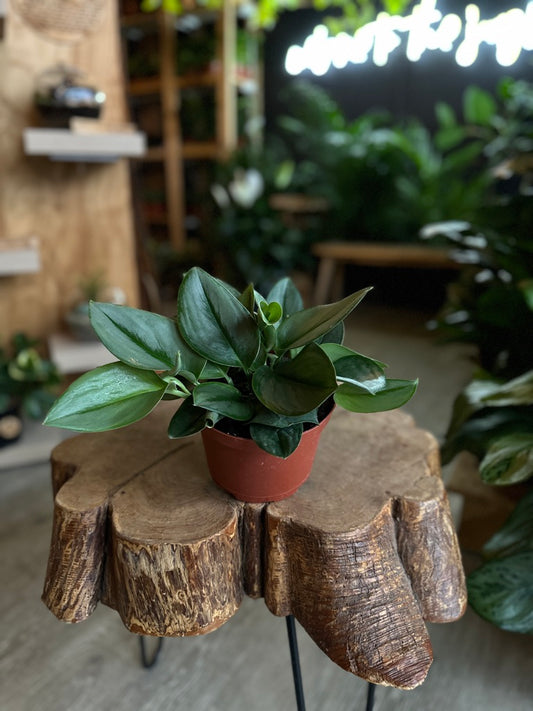 Scindapsus Moonlight 6”