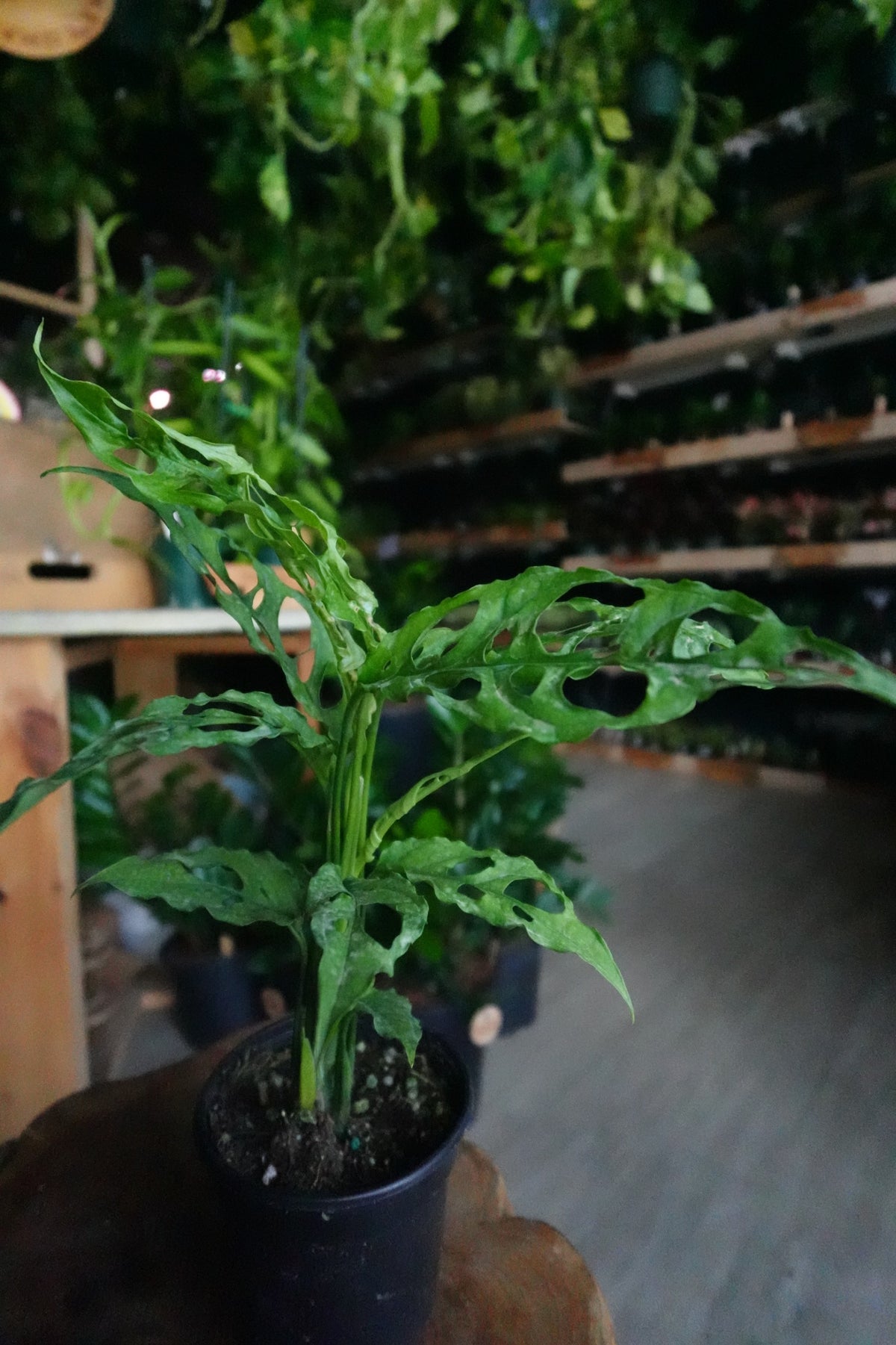 Monstera Obliqua 4"
