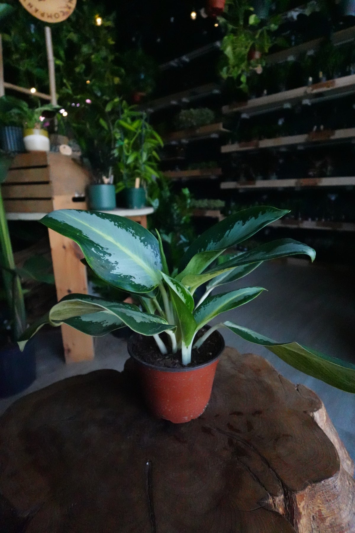 Aglaonema Green Bowl 6"