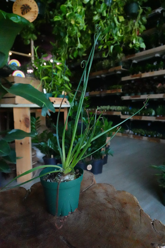 Albuca Frizzle Sizzle 4"