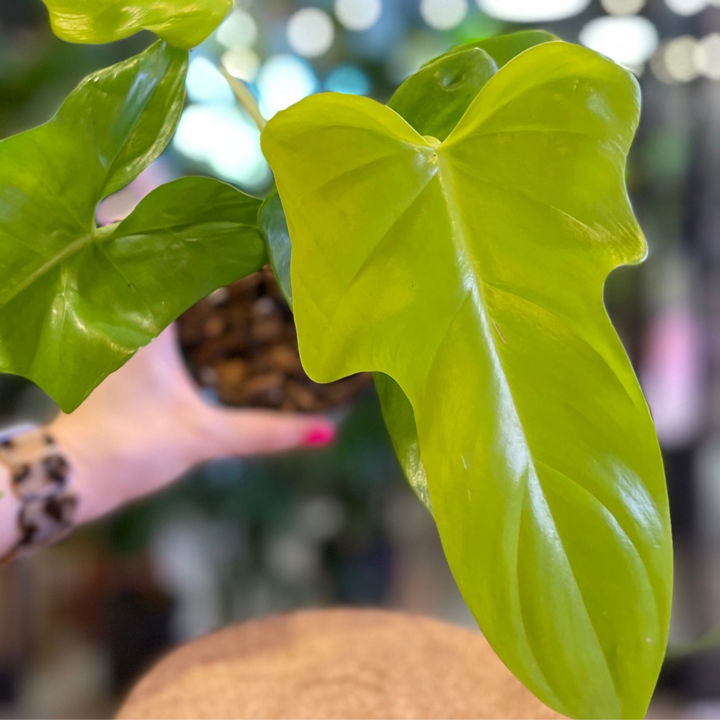 Philodendron Bipennifolium Aurea 4”