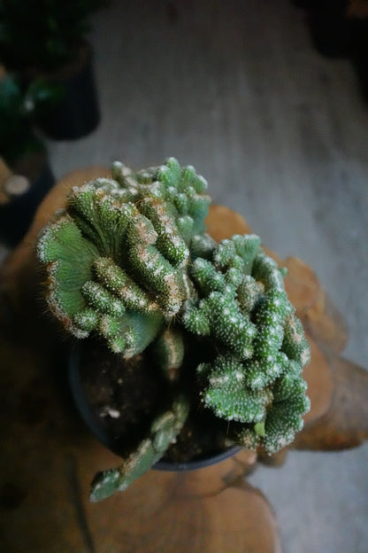 Cactus Coral Green 6”