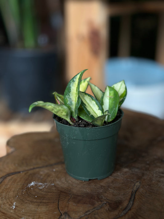 Hoya Krimson Princess (Tri Color) 4"