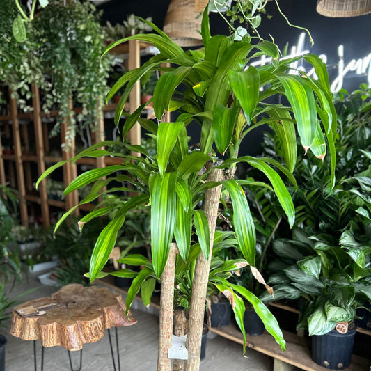 Dracaena Mass Cane 4-3-2 10”