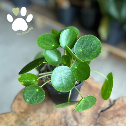 Pilea Peperomioides 4”