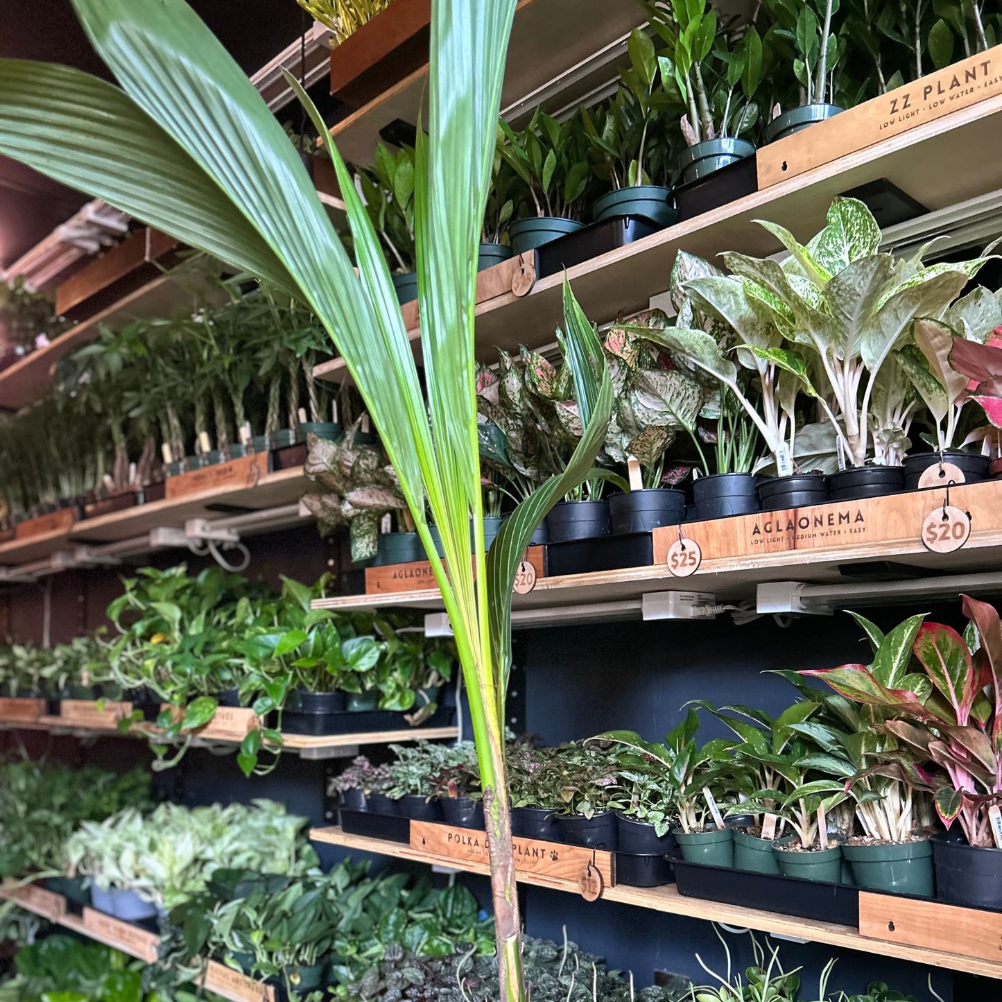 Coconut Palm 10"
