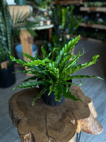 Birdsnest Fern 8"