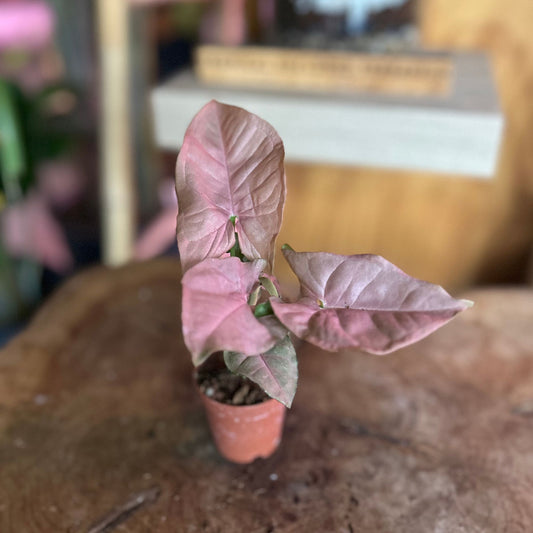 Syngonium Red Heart 2"