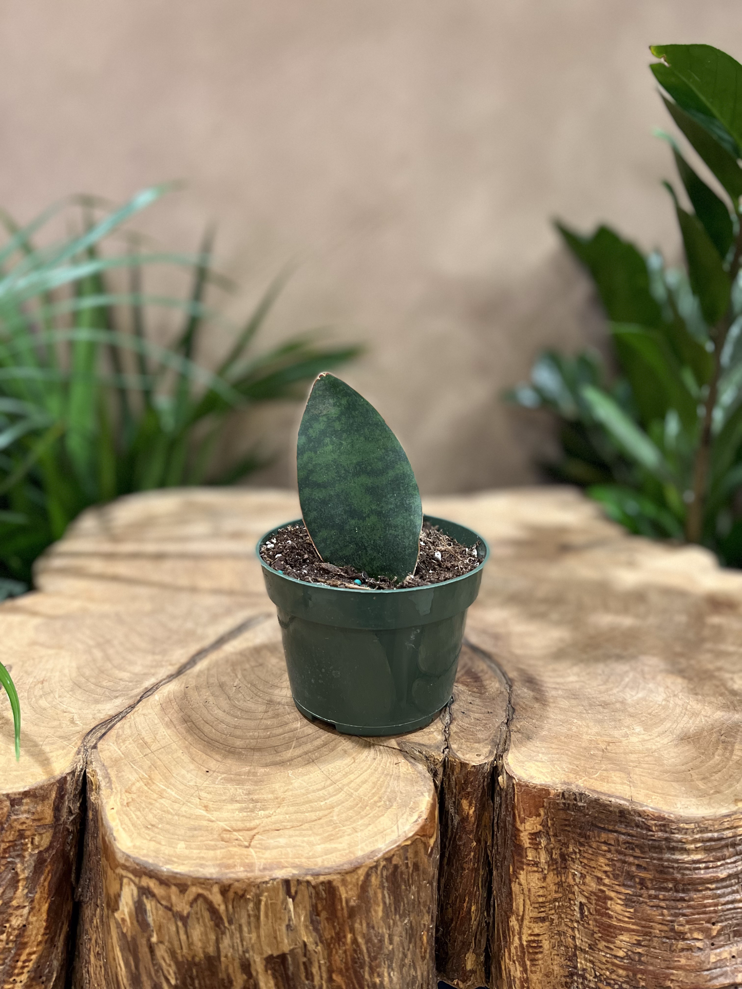 Sanseveria Shark Fin 4"