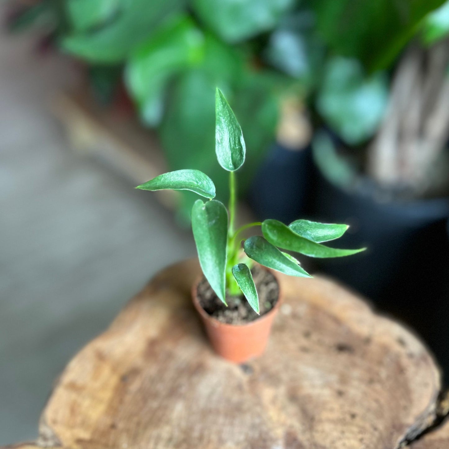 Alocasia Tiny Dancer 2"