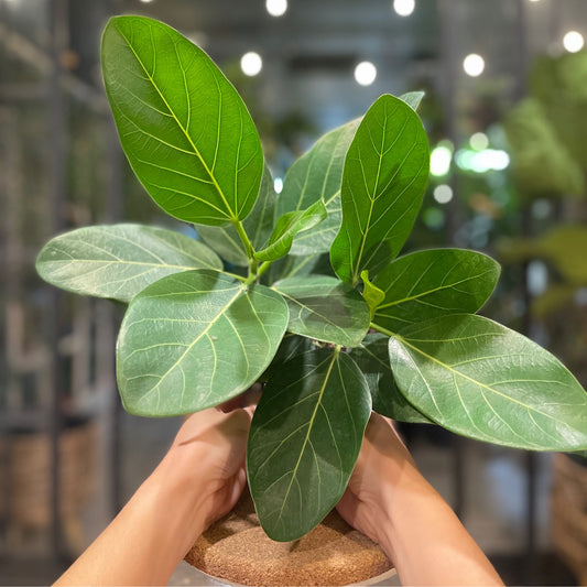 Ficus Audrey 6”