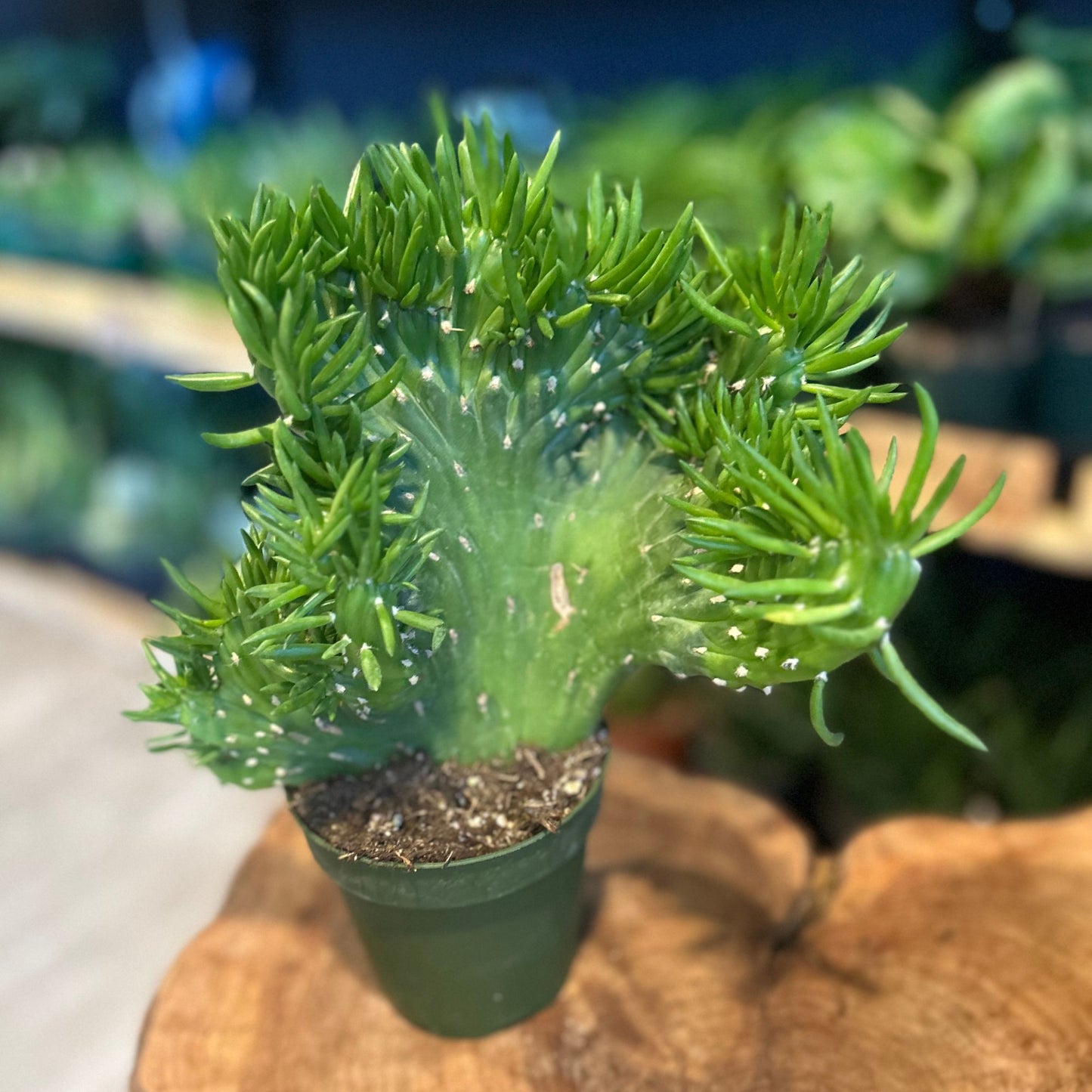 Opuntia Subulata Crested Cactus 4"