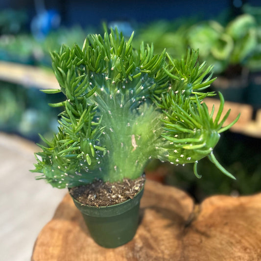 Opuntia Subulata Crested Cactus 4"