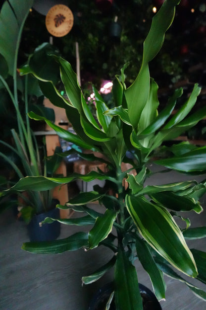 Dracaena Sol 8"