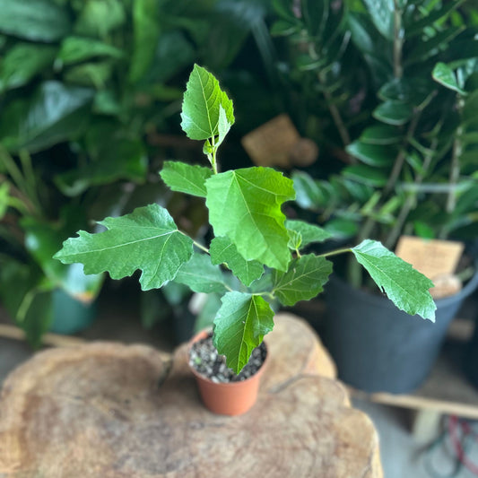 Fig Plant 4"