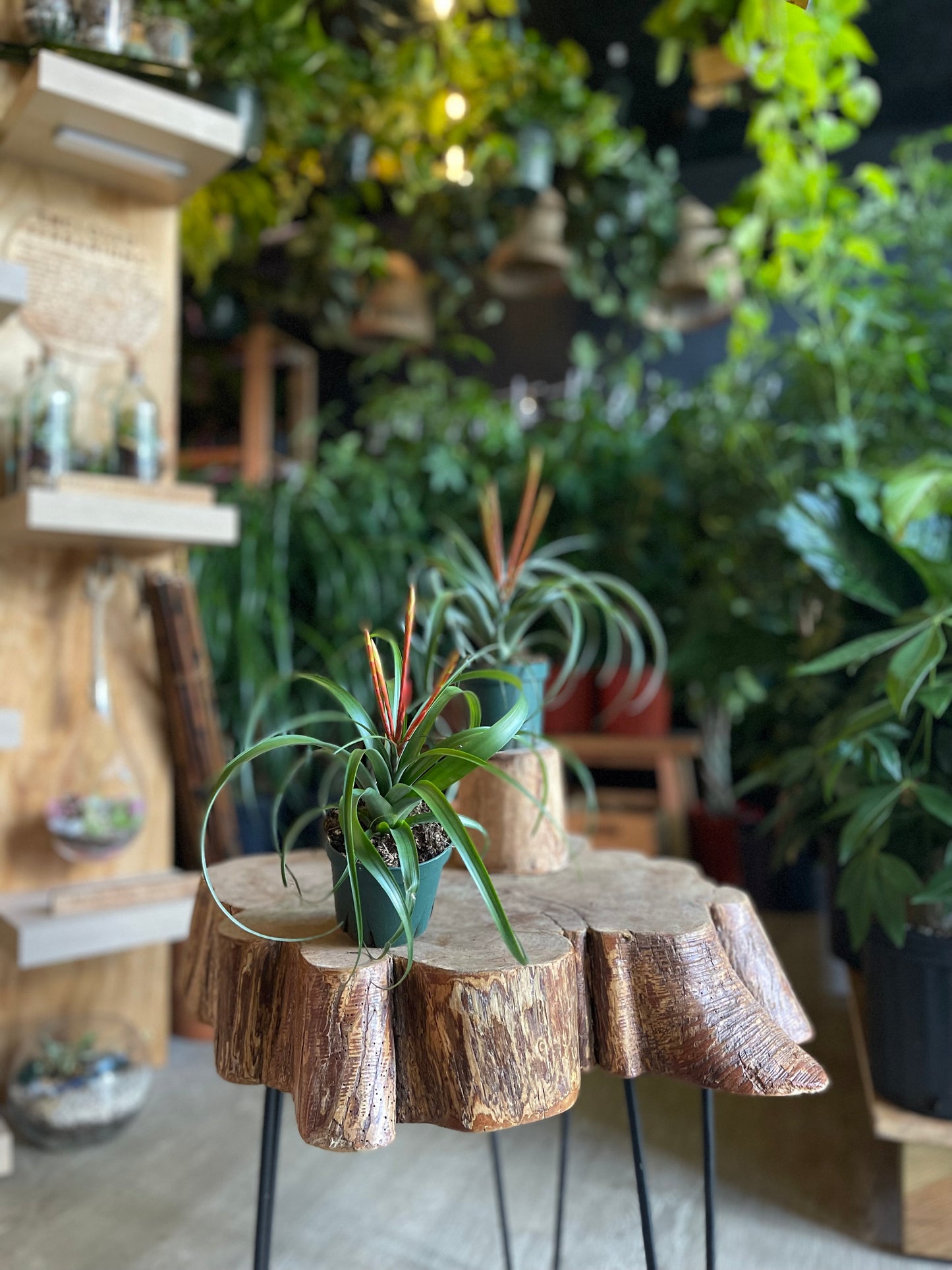 Tillandsia Spirit 4”