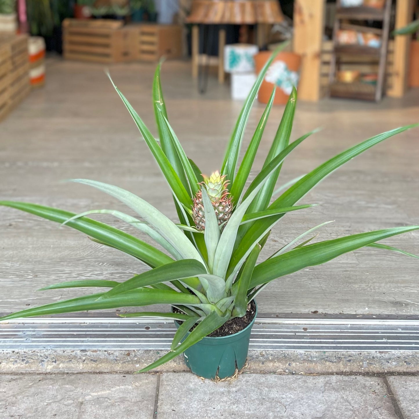 Pineapple Bromeliad 6”