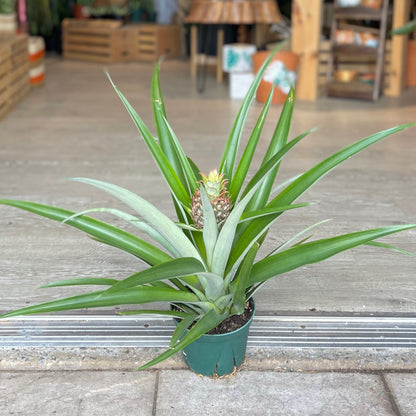 Pineapple Bromeliad 6”