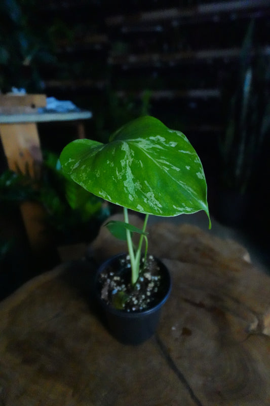 Monstera Bulbasaur 4"