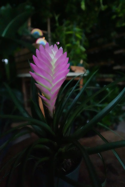 Tillandsia Cyanea 4”