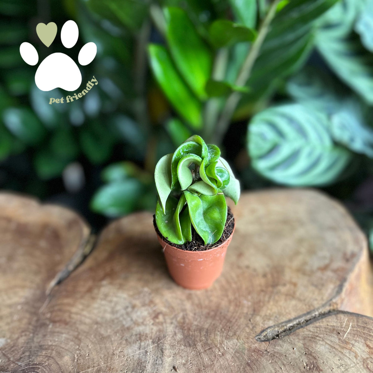 Hoya Compacta 2"