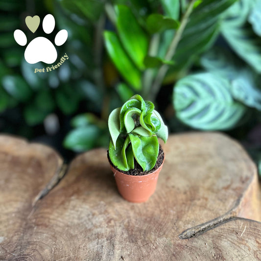 Hoya Compacta 2"