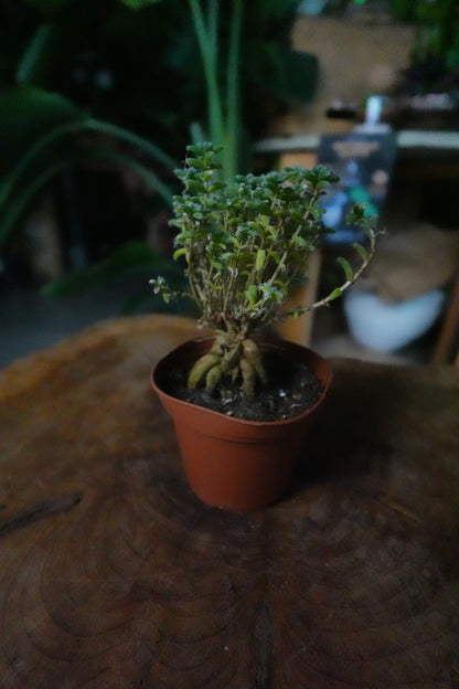 Trichodiadema Bulbosum 3"