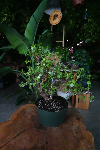 Portulacaria Afra Pagoda Bonsai 8"