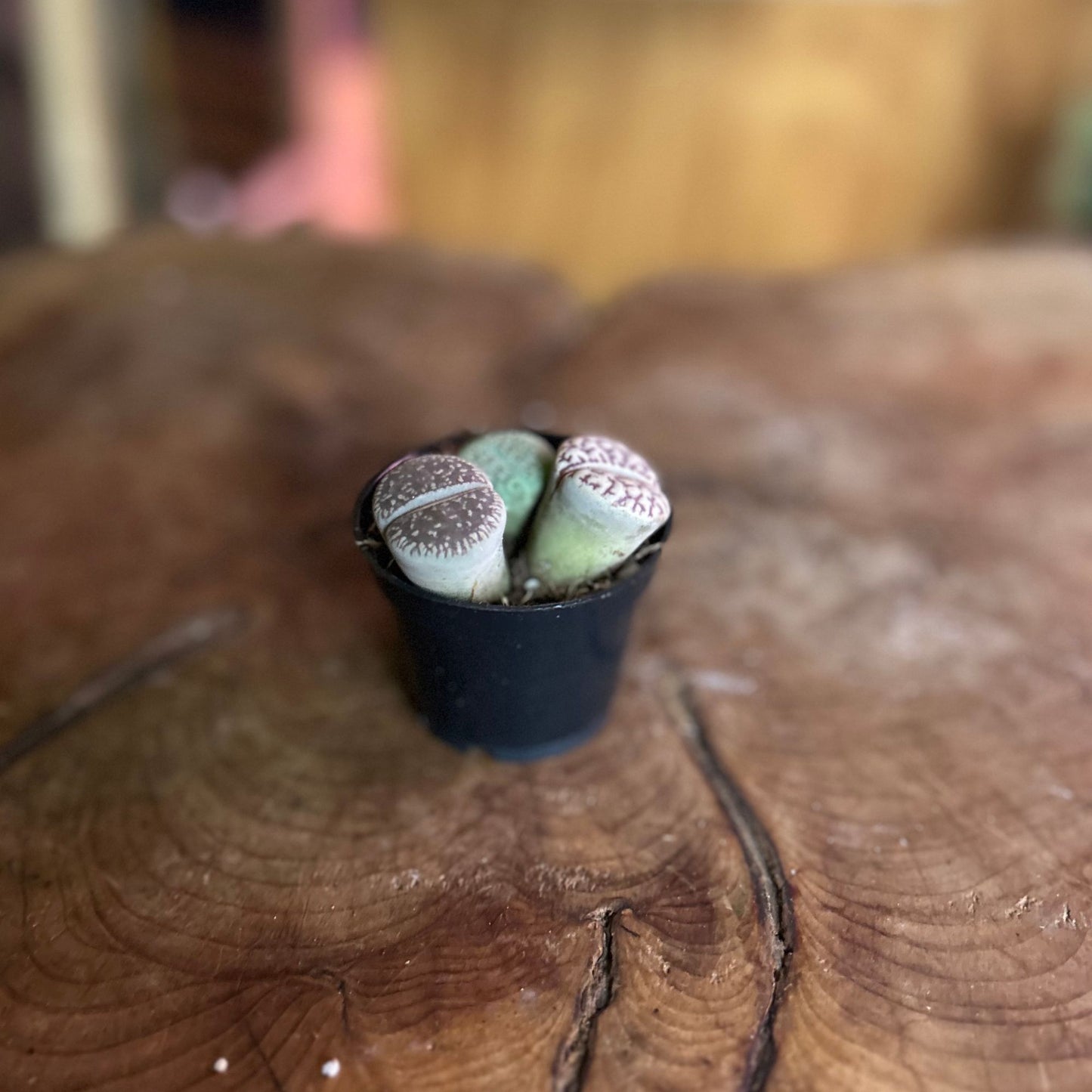 Lithops Living Stone 2"