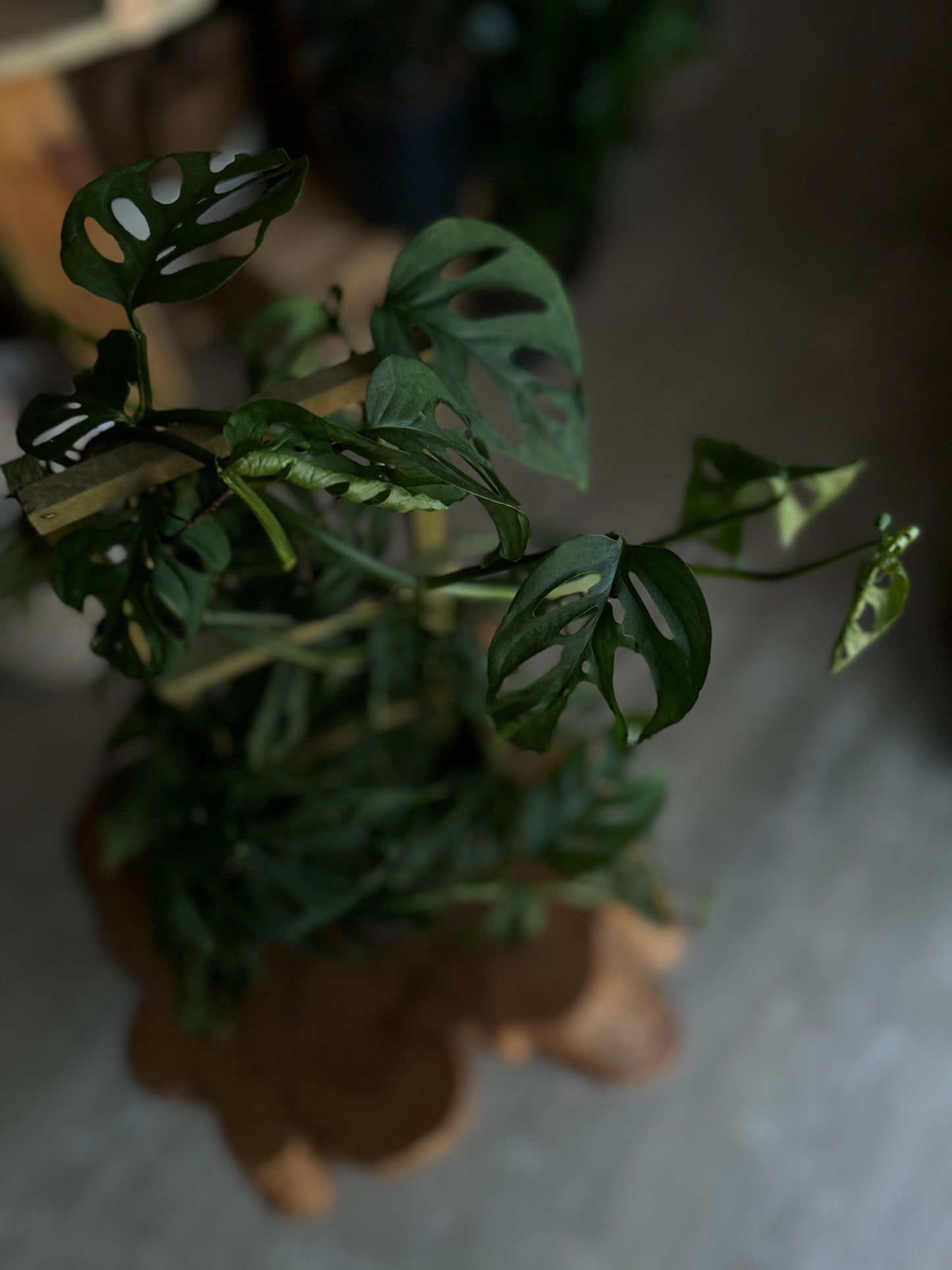 Monstera Adansonii (Swiss Cheese) 8"
