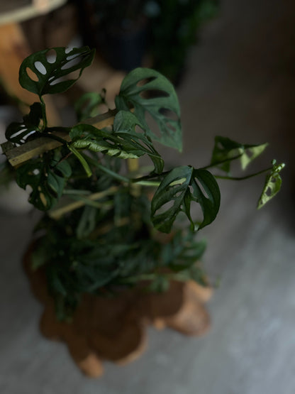 Monstera Adansonii (Swiss Cheese) 8"