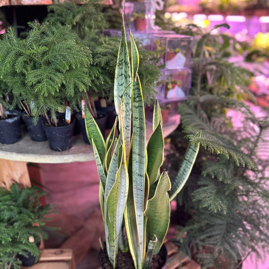 Sansevieria Silver Laurentii 8"