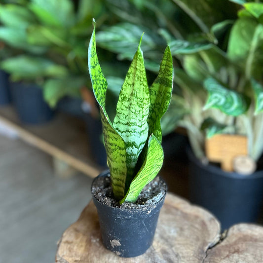 Sansevieria Zeylanica  (Green Snake) 4"
