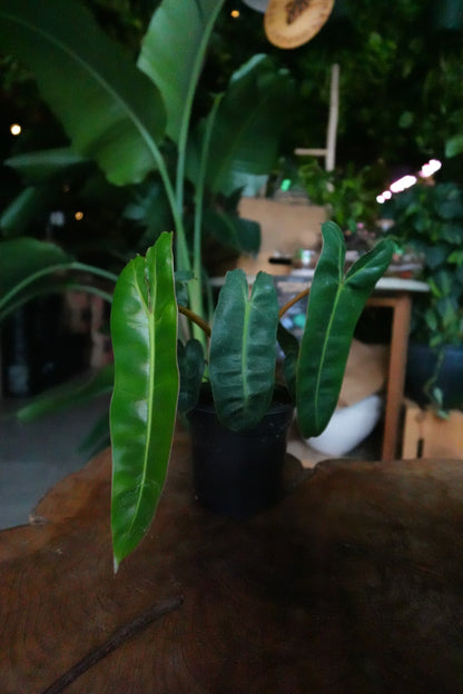 Philodendron Billeatiae 4"