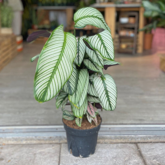 Calathea White Star 8”