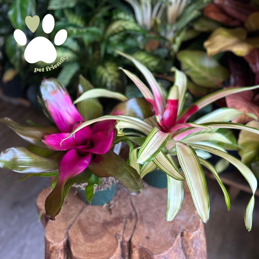 Bromeliad Neoregelia Asst. 6”