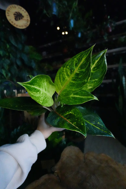 Aglaonema Green Papaya 5"