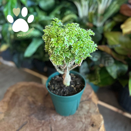 Ming Aralia Stump 6”