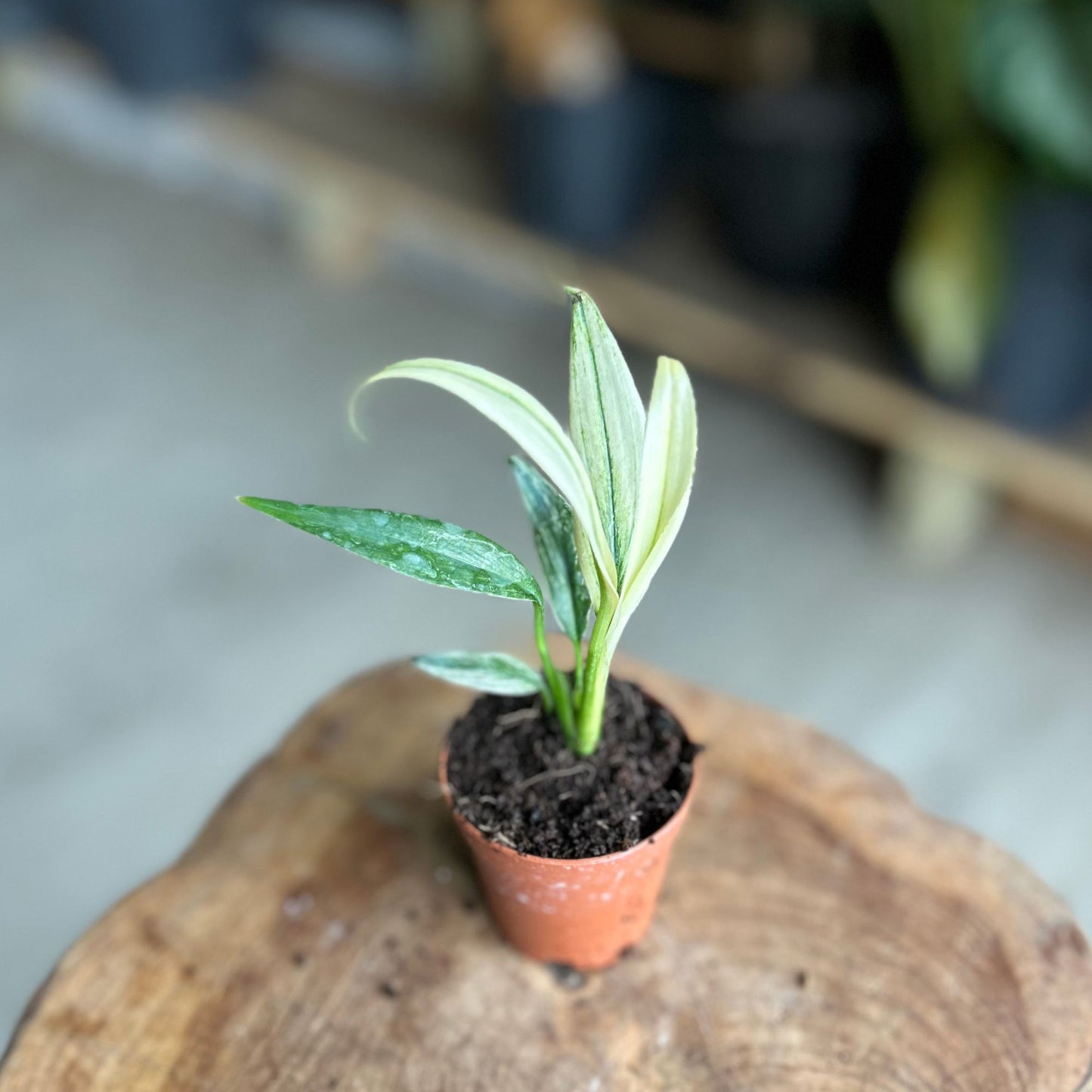 Epipremnum Amplissimum Variegata 2"