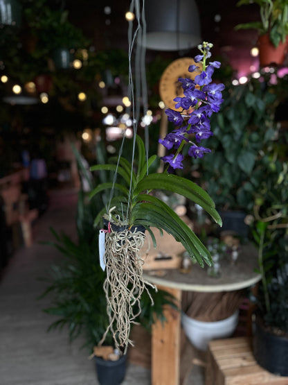 Vanda Orchid 4"