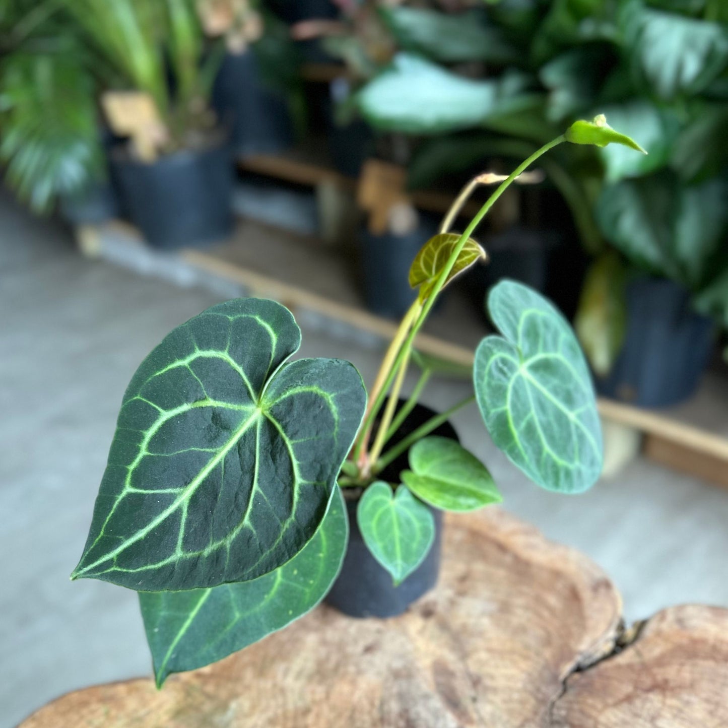 Anthurium Clarinervium 4"
