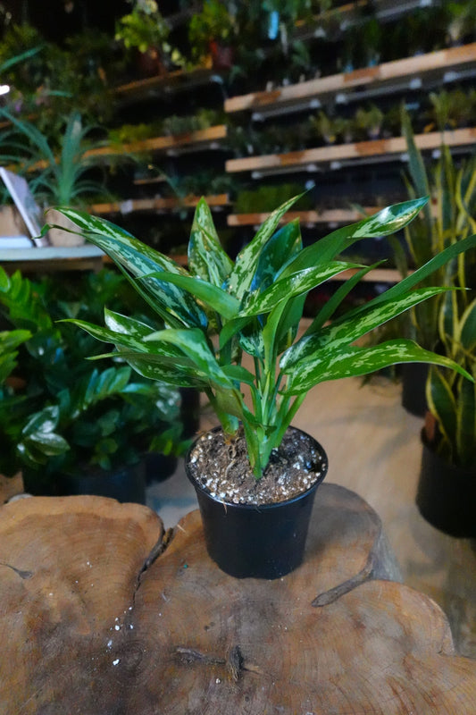 Aglaonema Maria 4”