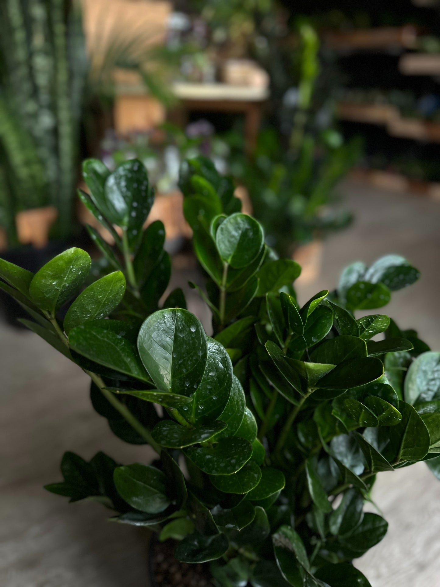 ZZ Plant Midori 10"