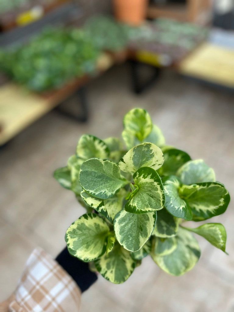 Peperomia Golden Gate 6"