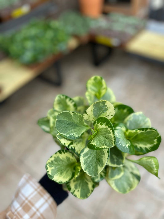 Peperomia Golden Gate 6"