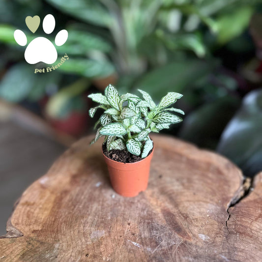 Fittonia Mosaic White Forest 2"