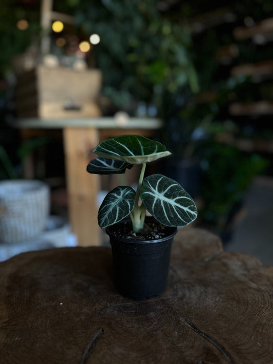 Alocasia Ninja 4"