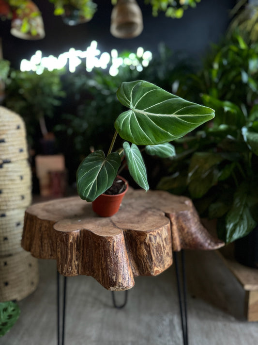 Philodendron Gloriosum 4”